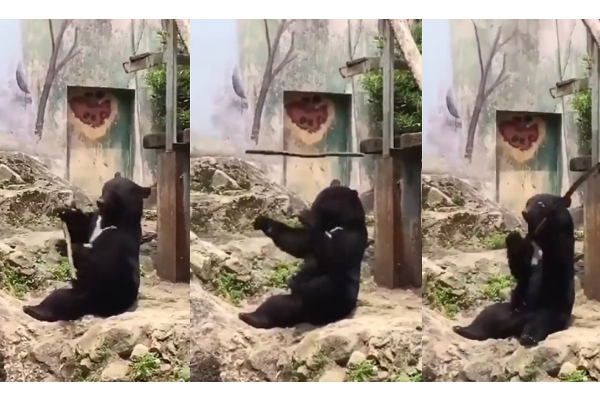 சிலம்பம் சுற்றிய கரடி - இணையதளத்தை கலக்கும் வைரல் வீடியோ - தமிழ்நாடு