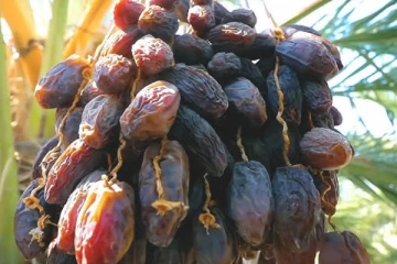 இலங்கைக்கு 50 மெட்ரிக் தொன் பேரீச்சம்பழங்களை வழங்கிய சவுதி