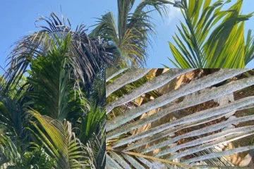 மன்னாரில் அதிகரித்துள்ள இந்த நோயின் தாக்கம்... முன்னெடுக்கப்பட்டுள்ள நடவடிக்கை!