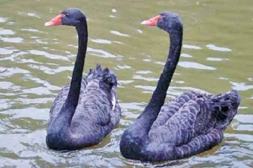 இலங்கையில் 86 ஆண்டுகால வரலாற்றில் முதல் முறையாக  பொதுமக்களின் பார்வைக்கு