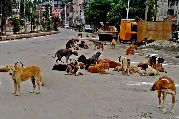 யாழ்.மாவட்டத்தில் புதிதாக நடைமுறைப்படுத்தப்படவுள்ள நடவடிக்கைகள்(Photos) | District Coordination Committee Meeting Jaffna