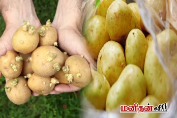 பச்சை நிற உருளைகிழங்கை சாப்பிடலாமா? அவசியம் தெரிஞ்சுக்கோங்க