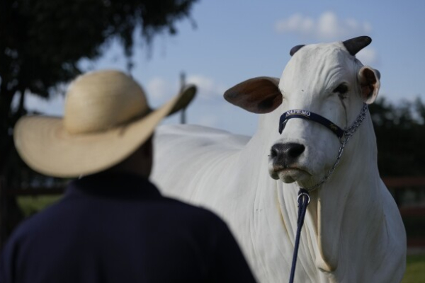 உலகின் விலை உயர்ந்த பசு இதுதான் - சுவாரஸ்ய பின்னணி | Worlds Most Expensive Brazilian Nelore Cow