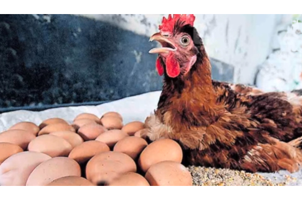 6 மணி நேரத்தில் 24 முட்டைகள் இட்ட கோழி! நம்பமுடியாத அதிசயம் | Kerala Chicken 24 Egg 6 Hrs In Tamil