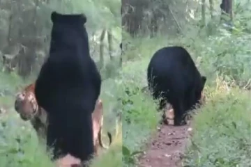 Viral video: நேருக்கு நேர் சந்தித்த புலி- கரடி: கடைசியில் நடந்த ட்விஸ்ட்