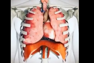 நாம் சுவாசிக்கும்போது நுரையீரல், இதயம் எப்படி இயங்கும்ன்னு தெரியுமா? - இதோ வைரலாகும் வீடியோ