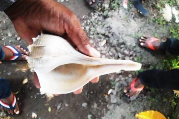 அரிய வகை வலம்புரி சங்கு ஒன்றுடன் சிக்கிய நபர்