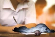 யாழில் துயரம்: உயர்தரப் பரீட்சை எழுதும் மாணவன் திடீரென உயிரிழப்பு!