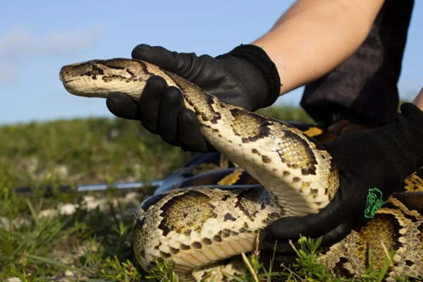 புளோரிடாவில் வினோத போட்டி; கொன்றால் 25 லட்சம்! | 25 Lakh If Killed Florida Python Challenge