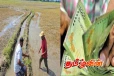 திருகோணமலை விவசாயிகளுக்கு 1,001 மில்லியன் ரூபா நஷ்ட ஈடு வழங்கிவைப்பு