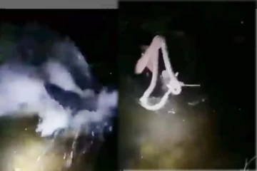 நள்ளிரவில் குளத்திற்குள் சென்ற ராட்சத பாம்பு! விடாமல் துரத்திய இளைஞரின் சூப்பரான காட்சி