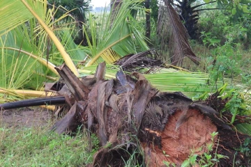 கிளிநொச்சியில் பயன்தரு மரங்களை அழித்துள்ள காட்டு யானைகள்(Video)