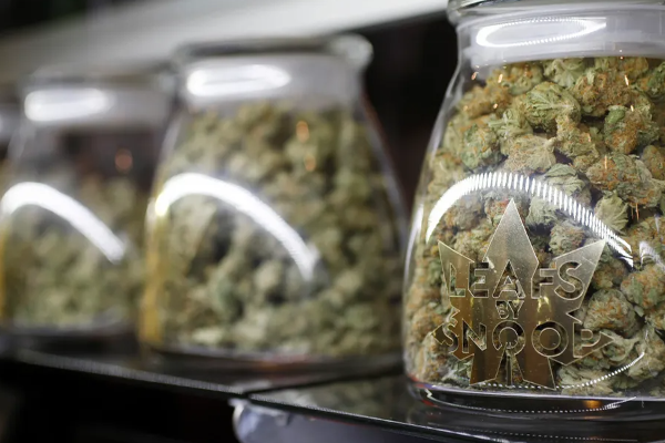 பிரான்ஸில் கஞ்சா பிரியர்களுக்கு ஆப்பு! | A Wedge For Cannabis Lovers In France