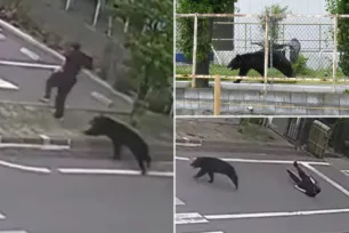 ஜப்பானில் கரடியால் மூடப்பட்ட நூறு பாடசாலைகள் | Bear In Japan Infests 100 Schools ஜப்பானில் கரடியால் மூடப்பட்ட நூறு பாடசாலைகள் | Bear In Japan Infests 100 Schools