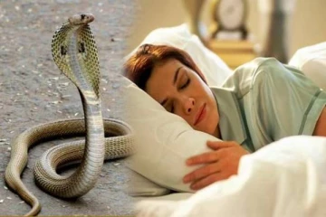 கனவில் பாம்புகள் வந்தால் இத்தனை அர்த்தங்களா? இப்படியொரு கனவு வந்தால் அபாயம்