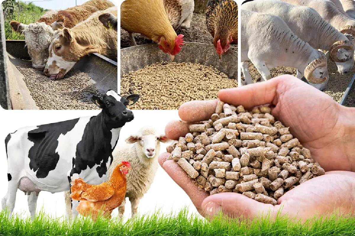 கால்நடைத் தீவனத் தயாரிப்பிற்காக நெல் மற்றும் அரிசியைப் பயன்படுத்துவதற்கான தடை நீக்கம் | Lifting Ban Use Of Paddy Production Of Animal Feed கால்நடைத் தீவனத் தயாரிப்பிற்காக நெல் மற்றும் அரிசியைப் பயன்படுத்துவதற்கான தடை நீக்கம் | Lifting Ban Use Of Paddy Production Of Animal Feed