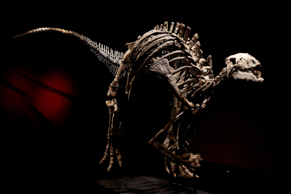 பாரிஸில்11 கோடிக்கு ஏலம் போகும் டைனோசர் எலும்புக்கூடு | Dinosaur Skeleton To Be Auctioned In Paris பாரிஸில்11 கோடிக்கு ஏலம் போகும் டைனோசர் எலும்புக்கூடு | Dinosaur Skeleton To Be Auctioned In Paris