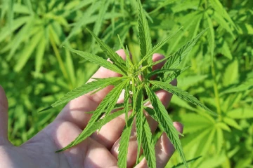 வெளிநாட்டவர்களுக்கு இலங்கையில் கஞ்சா பயிரிட அனுமதி ; கடுமையாக எதிர்க்கும் மருத்துவ சங்கம்