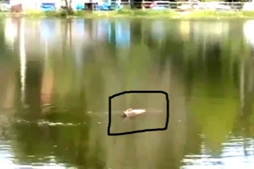 கொடைக்கானல் நட்சத்திர ஏரியில் அசைவின்றி மிதந்த நபர் - அதிர்ச்சியான சுற்றுலாப்பயணிகள்