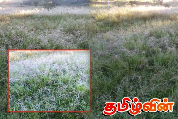 இயற்கை பேரிடரை அடுத்து மலையகத்தின் பல பகுதிகளில் உறைபனி | Frosting In Upcountry In Sri Lanka இயற்கை பேரிடரை அடுத்து மலையகத்தின் பல பகுதிகளில் உறைபனி | Frosting In Upcountry In Sri Lanka