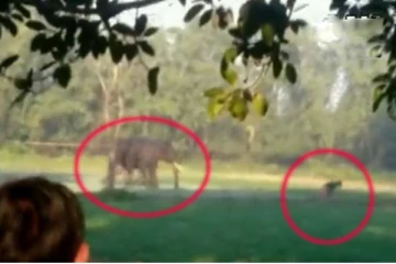 தலைதெறிக்க ஓடிய இளைஞர்: ஆக்ரோஷமாக பந்தாடிய யானை: பதற வைக்கும் காணொளி