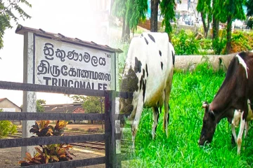 திருகோணமலையில் மாடுகளை திருடிய ஐவர் கைது