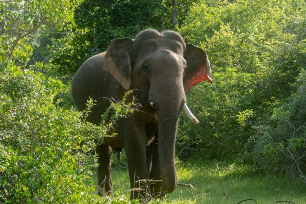 விறகு வெட்ட சென்ற தந்தைக்கும் மகனுக்கும் நேர்ந்த சோகம் | An Elephant Killed Two People In The Same House