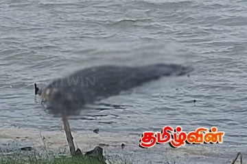 காத்தான்குடியில் அச்சுறுத்தலாக காணப்பட்ட முதலை உயிரிழப்பு