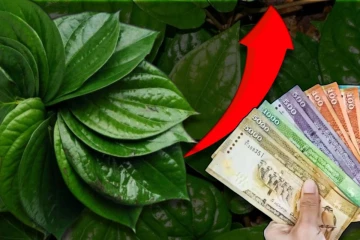 இலங்கையில் சடுதியாக அதிகரித்த வெற்றிலை விலை