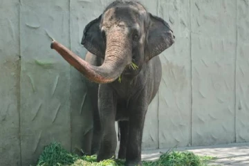 இலங்கை பரிசாக வழங்கிய உலகின் சோகமான மாலி யானை பரிதாபமாக உயிரிழப்பு!