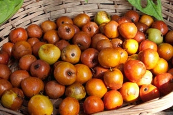 கொரோனா காலத்தில் எப்பவும் உடலில் எதிர்ப்பு சக்தி வேணுமா? இந்த சிறிய பழம் போதும்! | Does The Body Always Need Immunity Corona Period கொரோனா காலத்தில் எப்பவும் உடலில் எதிர்ப்பு சக்தி வேணுமா? இந்த சிறிய பழம் போதும்! | Does The Body Always Need Immunity Corona Period