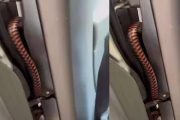 கார் கதவில் பதுங்கியிருந்த பாம்பு... எச்சரிக்கை காணொளி