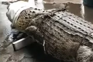 කොළඹ වරායේ සිටි දැවැන්ත කිඹුලා.. (VIDEO)