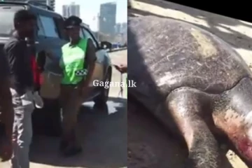 ගාලුමුවදොර වෙරළට ගොඩ ගැසූ මිය ගිය කැස්බෑවා...මිය ගිය හේතුවත් හෙළිවෙයි. (PHOTOS)