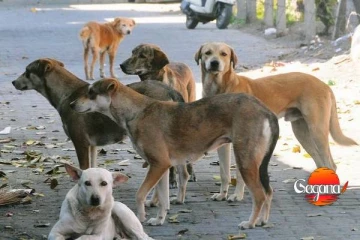 මාර වැඩ තමයි කරන්නේ අනවසර විදුලි රැහැනක් ඇදලා බල්ලෝ 18 ක් මරලා
