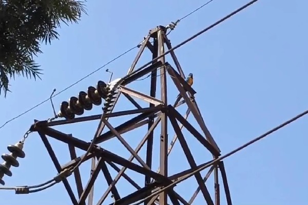 கிளியை காப்பாற்ற முயன்று உயிரிழந்த இளைஞர்: அதிர்ச்சி சம்பவம் | Bengaluru Youth Electrocuted Rescuing Pet Macaw கிளியை காப்பாற்ற முயன்று உயிரிழந்த இளைஞர்: அதிர்ச்சி சம்பவம் | Bengaluru Youth Electrocuted Rescuing Pet Macaw