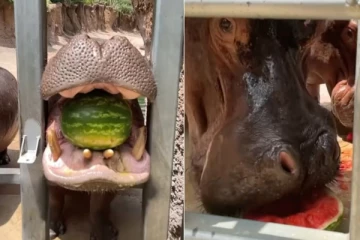 அம்மாடி... எவ்வளவு பெரிய வாய்… ரசிக்க வைக்கும் வீடியோ வைரல்!