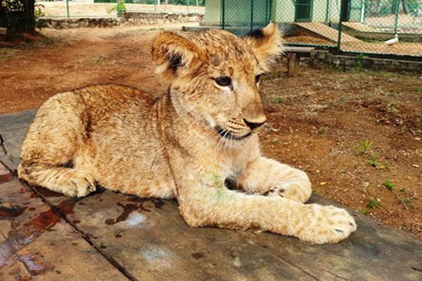 சிங்க குட்டிகளுக்கு பெயர் சூட்ட வாய்ப்பு | Opportunity To Name The Lion Cubs