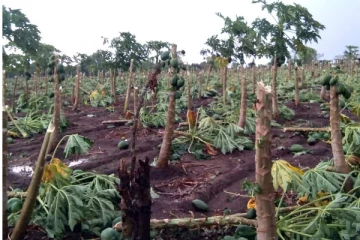 வவுனியாவில் கடும் காற்று - மழை: 1,500இற்கும் மேற்பட்ட பப்பாசி மரங்கள் அழிவு(Photos)