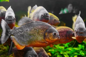 நாட்டில் நான்கு ஆக்கிரமிப்பு மீன் இனங்களுக்கு தடை