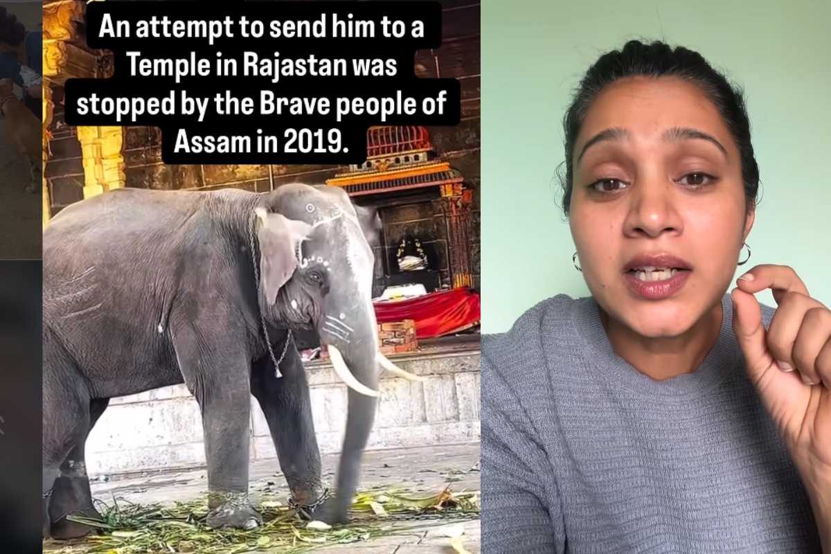 அரைகுறை டான்ஸுக்கு ஜொள்ளுவிடுவீங்க..10, 100 ரூபா பணத்துக்கு!! நடிகை சந்தியா பதிலடி.. | Sandhya Reply Thiruvannamalai Temple Elephant