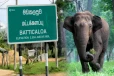 மட்டக்களப்பில் யானைகளின் அட்டகாசம் அதிகரிப்பு - பொதுமக்களுக்கு விடுக்கப்பட்ட எச்சரிக்கை