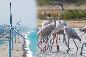 அதானி குழுமத்தின் காற்றாலை மின்திட்டம் குறித்து பேராசிரியர் விடுத்துள்ள எச்சரிக்கை