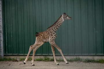 அமெரிக்காவில் பிறந்த அதிசய ஒட்டகச்சிவிங்கிக் குட்டி!