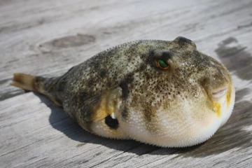 பஃபர் மீன்களை பரிசாக வழங்கிய நண்பர்: சரியாக சுத்தப்படுத்தி சமைக்க தெரியாததால் காத்திருந்த சோகம்