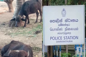 சம்மாந்துறையில் காணாமல் போன 12 எருமைகளில் 7 மீட்பு ; இருவர் கைது