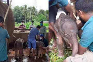 இலங்கையில் மக்களின் கவனத்தை ஈர்த்த “சுரங்கி” என்ற யானை - இரண்டு குட்டிகளை பிரசவித்த அதிசயம்