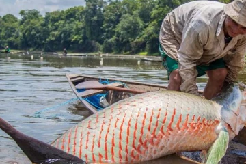 மீனவர் ஒருவரின் வலையில் சிக்கிய அரிய வகை பைசே மீன்!