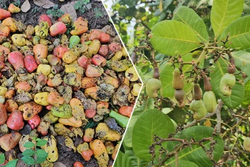 அதிக வெப்பம் காரணமாக பாதிக்கப்பட்டுள்ள மரமுந்திரிகை செய்கை