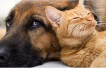 நோய் அறிகுறியா? செல்லப்பிராணிகளிடமிருந்து விலகி இருக்க அறிவுறுத்து